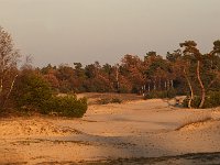 NL, Gelderland, Harderwijk, Beekhuizerzand 21, Saxifraga-Luuk Vermeer