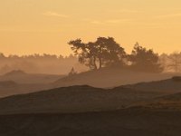 NL, Gelderland, Harderwijk, Beekhuizerzand 23, Saxifraga-Luuk Vermeer