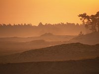 NL, Gelderland, Harderwijk, Beekhuizerzand 24, Saxifraga-Luuk Vermeer