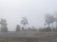 NL, Gelderland, Harderwijk, Beekhuizerzand 26, Saxifraga-Luuk Vermeer