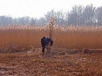 Rietmaaien  Rietmaaien Wolderwijd kust