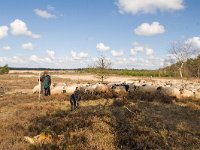 begrazing bij bos- en natuurbeheer  schonerbeker schaap