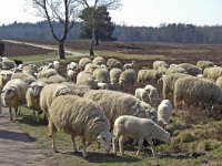 Schaapskudde Heerde #C0165  Schaapskudde bij de schaapskooi van Heerde : Schaapskudde, Heerde