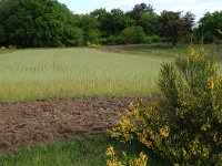 NL, Gelderland, Heumen, Overasseltsche en Hatertsche vennen 106, Saxifraga-Hans Boll