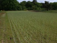 NL, Gelderland, Heumen, Overasseltsche en Hatertsche vennen 107, Saxifraga-Hans Boll