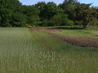 NL, Gelderland, Heumen, Overasseltsche en Hatertsche vennen 111, Saxifraga-Hans Boll