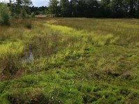 NL, Gelderland, Heumen, Overasseltsche en Hatertsche vennen 118, Saxifraga-Hans Boll