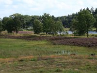 NL, Gelderland, Heumen, Overasseltsche en Hatertsche vennen 121, Saxifraga-Hans Boll