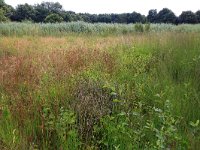 NL, Gelderland, Heumen, Overasseltsche en Hatertsche vennen 122, Saxifraga-Hans Boll