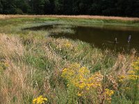 NL, Gelderland, Heumen, Overasseltsche en Hatertsche vennen 148, Saxifraga-Hans Boll