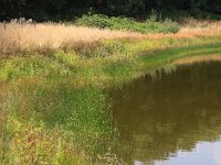 NL, Gelderland, Heumen, Overasseltsche en Hatertsche vennen 156, Saxifraga-Hans Boll