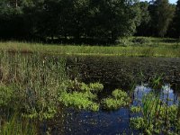 NL, Gelderland, Heumen, Overasseltsche en Hatertsche vennen 191, Saxifraga-Hans Boll