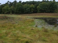 NL, Gelderland, Heumen, Overasseltsche en Hatertsche vennen 199, Saxifraga-Hans Boll