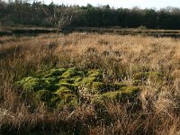 NL, Gelderland, Heumen, Overasseltsche en Hatertsche vennen 2, Saxifraga-Hans Boll