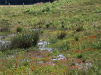 NL, Gelderland, Heumen, Overasseltsche en Hatertsche vennen 202, Saxifraga-Hans Boll