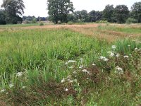 NL, Gelderland, Heumen, Overasseltsche en Hatertsche vennen 206, Saxifraga-Hans Boll