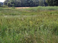 NL, Gelderland, Heumen, Overasseltsche en Hatertsche vennen 221, Saxifraga-Hans Boll