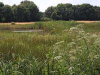 NL, Gelderland, Heumen, Overasseltsche en Hatertsche vennen 235, Saxifraga-Hans Boll