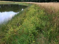 NL, Gelderland, Heumen, Overasseltsche en Hatertsche vennen 237, Saxifraga-Hans Boll