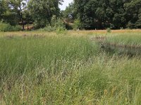 NL, Gelderland, Heumen, Overasseltsche en Hatertsche vennen 238, Saxifraga-Hans Boll