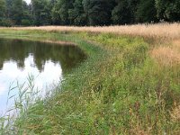 NL, Gelderland, Heumen, Overasseltsche en Hatertsche vennen 249, Saxifraga-Hans Boll