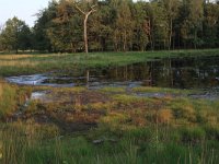 NL, Gelderland, Heumen, Overasseltsche en Hatertsche vennen 25, Saxifraga-Hans Boll