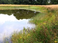 NL, Gelderland, Heumen, Overasseltsche en Hatertsche vennen 250, Saxifraga-Hans Boll