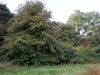 NL, Gelderland, Heumen, Overasseltsche en Hatertsche vennen 264, Saxifraga-Hans Boll