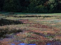 NL, Gelderland, Heumen, Overasseltsche en Hatertsche vennen 273, Saxifraga-Hans Boll