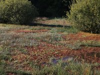 NL, Gelderland, Heumen, Overasseltsche en Hatertsche vennen 279, Saxifraga-Hans Boll