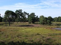 NL, Gelderland, Heumen, Overasseltsche en Hatertsche vennen 31, Saxifraga-Hans Boll