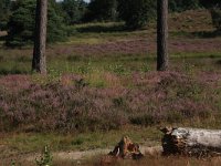 NL, Gelderland, Heumen, Overasseltsche en Hatertsche vennen 37, Saxifraga-Hans Boll