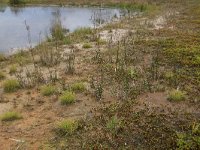 NL, Gelderland, Heumen, Overasseltsche en Hatertsche vennen 47, Saxifraga-Hans Boll