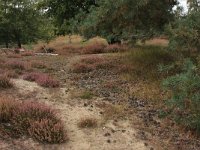 NL, Gelderland, Heumen, Overasseltsche en Hatertsche vennen 57, Saxifraga-Hans Boll