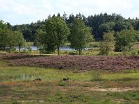 NL, Gelderland, Heumen, Overasseltsche en Hatertsche vennen 64, Saxifraga-Hans Boll