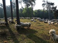 NL, Gelderland, Heumen, Overasseltsche en Hatertsche vennen 65, Saxifraga-Hans Boll