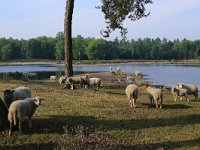 NL, Gelderland, Heumen, Overasseltsche en Hatertsche vennen 67, Saxifraga-Hans Boll