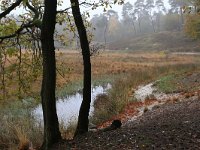 NL, Gelderland, Heumen, Overasseltsche en Hatertsche vennen 71, Saxifraga-Hans Boll