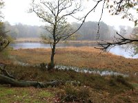 NL, Gelderland, Heumen, Overasseltsche en Hatertsche vennen 72, Saxifraga-Hans Boll