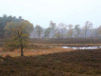 NL, Gelderland, Heumen, Overasseltsche en Hatertsche vennen 80, Saxifraga-Hans Boll