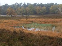 NL, Gelderland, Heumen, Overasseltsche en Hatertsche vennen 82, Saxifraga-Hans Boll