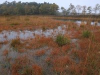 NL, Gelderland, Heumen, Overasseltsche en Hatertsche vennen 83, Saxifraga-Hans Boll