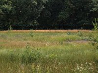 NL, Gelderland, Heumen, Overasseltsche en Hatertsche vennen 85, Saxifraga-Hans Boll