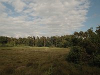 NL, Gelderland, Lochem, Kienveen 1, Saxifraga-Bas Klaver