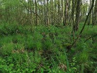 NL, Gelderland, Lochem, Stelkampsveld 10, Saxifraga-Hans Boll