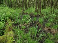 NL, Gelderland, Lochem, Stelkampsveld 22, Saxifraga-Hans Boll