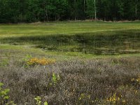 NL, Gelderland, Lochem, Stelkampsveld 31, Saxifraga-Hans Boll