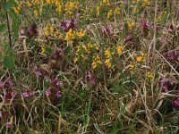 NL, Gelderland, Lochem, Stelkampsveld 40, Saxifraga-Hans Boll