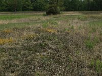 NL, Gelderland, Lochem, Stelkampsveld 41, Saxifraga-Hans Boll