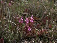 NL, Gelderland, Lochem, Stelkampsveld 46, Saxifraga-Hans Boll